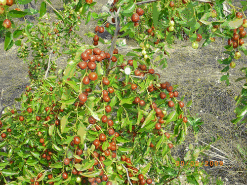 Fig. 1 Fruits of Ziziphus zizyphus existing in experimental station «Rouhia» Fig. 1. Fruits de Ziziphus zizyphus existant dans la station expérimentale «Rouhia».