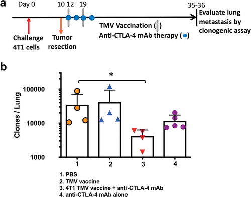 Figure 4. Reduction in metastasis to the lung in mice receiving a combination of TMV vaccine and anti-CTLA-4 mAb. (a) Tumor challenge, resection, and immunotherapy protocol design. (b) Metastasis evaluated using a clonogenic assay at d 35–36 post orthotopic challenge. Statistical differences were calculated using Mann–Whitney U test *p < .05, n = 4–5.