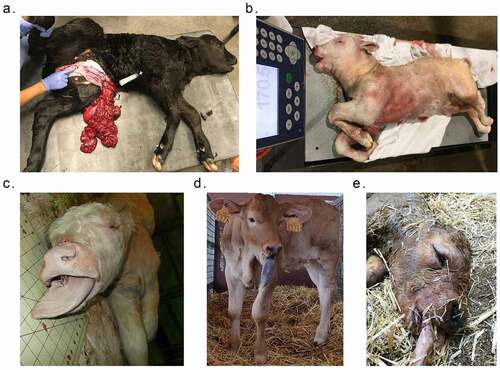Figure 1. Example of phenotypic abnormalities of SLOS and ART-LOS calves. (a) Abdominal wall defect of US_SLOS_#5 (Angus breed). This spontaneous LOS calf was born alive and had to be euthanized due to the body wall malformation. (b and c) Macrosomia and macroglossia of US_SLOS_#6 (Charolais breed). This stillborn calf was ~77 Kg at birth. The average weight for calves of this breed is ~ 36 Kg. (d and e) Macroglossia of ES_ART_#2 and of stillborn ES_RF_necropsy_#1 (Asturian Valley x Limousin crossbred), respectively.