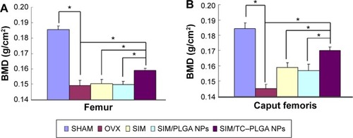 Figure 10 Bone mineral density (BMD) of the femur (A) and caput femoris (B) in ovariectomized Sprague Dawley rats after 8 weeks of treatment.Notes: The data are plotted as the mean ± SD (n=4). Significant differences against the control, *P<0.05.Abbreviations: NPs, nanoparticles; PLGA, poly(lactic-co-glycolic acid); SIM, simvastatin; TC–PLGA, tetracycline–poly(lactic-co-glycolic acid) moiety; SHAM, control sham-operated rats; OVX, ovariectomized rats; SD, standard deviation.