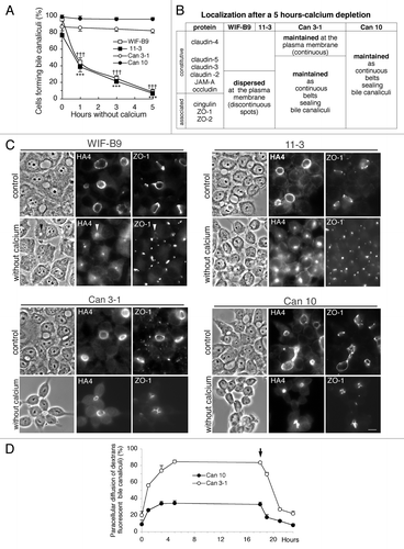 Figure 9. Impact of calcium depletion on polarized cultures of cell lines expressing typical hepatocyte polarity. (A) Impact of calcium deprivation on bile canaliculi. Values are means of three independent cultures of each cell line. ***p < 0.001 for WIF-B9 cells as compared with Can 10 and Can 3–1 cells ; ††† p < 0.001 for 11–3 cells as compared with Can 10 and Can 3–1 cells. (B) Summary of the localization of tight junction proteins after a 5 h-calcium depletion. (C) Immunolocalization of the canalicular protein HA4 and the tight junction-associated protein ZO-1 in cells cultured with calcium (control) and in calcium cells depleted of calcium for 5 h. Note the disappearance of bile canaliculi and the change of localization of HA4 and ZO-1 in WIF-B9 and 11–3 cells depleted of calcium. In both cases, ZO-1 is dispersed at the plasma membrane, whereas HA4 is present in an intracellular compartment, often visible in phase contrast in WIF-B9 (arrowheads). Such changes do not occur in Can 3–1 and Can 10 cells depleted of calcium. (D) Evolution of the paracellular diffusion of 39,000 Da FITC-dextran in bile canaliculi of Can 3–1 and Can 10 cells depleted of calcium for a period of 18 h and then renewed with calcium containing medium. The arrow indicates when the cells were replenished with calcium.