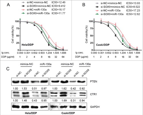 Figure 5. SOX9 regulated the chemoresistance of cervical cancer through miR-130a/CTR1/PTEN (A) and (B) HeLa/DDP and CaSki/DDP cells were co-transfected with si-SOX9 and miR-130a mimics, and were treated with a series of doses of DDP (1, 2, 4, 8, 16, 32, 64 μg/ml), and the cell viability of the indicated cells was determined using MTT assays. Data was displayed as a percentage normalized to the viability of cells with no DDP treatment. The abscissa was the logarithm of DDP concentration (log-conc.). LC50 represented the concentration of DDP when cell viability was reduced to 50%. (C) HeLa/DDP and CaSki/DDP cells were co-transfected with si-SOX9 and miR-130a mimics; the protein levels of PTEN and CTR1 in the indicated cells were determined using Western blot assays.