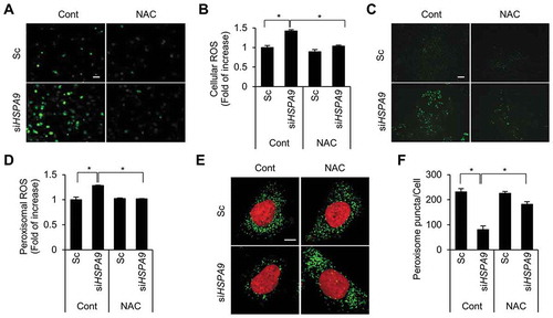 Figure 5. Depletion of HSPA9 increases the level of peroxisomal ROS. (A and B) HeLa cells were transfected with scrambled siRNA (Sc) or HSPA9 siRNA (siHSPA9) for 4 d, treated with or without NAC (1 mM). Subsequently the cells were incubated with DCFH-DA to obtain fluorescence images (A) and the fluorescence intensity was measured using a microplate reader (B). (C and D) HeLa cells stably expressing HyPer-PTS1 (HeLa/HyPer-PTS1) were transfected with Sc or siHSPA9. After 3 d, the level of peroxisomal ROS was monitored under a fluorescence microscope in the presence or absence of NAC. Scale bar 20 µm. (E and F) HeLa cells were transfected with Sc or siHSPA9 for 4 d, treated with or without NAC (1 mM), stained with DRAQ5 (red) and anti-ABCD3 antibody (green), and imaged with a confocal microscope (E). (F) The number of peroxisomes per cell was calculated by assessing approximately 100 cells. Data are presented as the mean ± SEM (n = 3, * p < 0.05). Scale bar: 5 µm