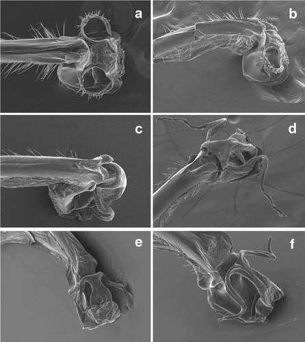 Figure 1. SEM photographs of the genital ligula of: (a) Rhinagrion mima, Thailand, Kanchanaburi, Erawan Falls, 1999, ventral view; (b) same, lateral view; (c) Rhinagrion macrocephalum, Malaysia, Krau Wildlife Reserve, 1995, lateroventral view; (d) R. tricolor, Indonesia, Java, Udjung Kulon, 1958, lateroventral view; (e) R. philippinum, Luzon, Philippines, Apayao Province, Flora, Santa Maria, 1997, lateroventral view; (f) R. schneideri, Philippines, Samar, Las Navas, San Isidro, 1997, lateroventral view. Photos: Dirk Gassmann.