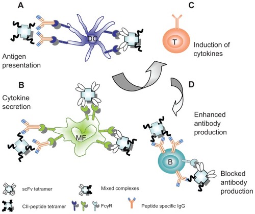 Figure 8 Possible ways to regulate CIA by complexes targeted to FcγR. (A) On dendritic cells: mixed complexes of 2.4G2 scFv and CII-peptide or tetramers of CII-peptides may directly or indirectly, via peptide-specific IgG, bind to FcγRII/III, thus enhancing the antigen presentation. (B) On macrophages: 2.4G2 scFv tetramers and mixed complexes or CII-peptide tetramers may directly or indirectly, via the bound peptide-specific IgG2a, crosslink FcγRII/III or FcγRIV, thereby inducing cytokine release. (C) Cytokines such as IL-12 or IL-23 produced by DC and macrophages in response to the complexes may induce TH1 cells to produce IFNγ and other cytokines inducing the inflammatory TH1 response. (D) On B-cells: the mixed complexes may simultaneously bind via BCR and the inhibitory FcγRIIb, cross-linking the receptors and block antibody synthesis; alternatively, binding to BCR alone CII-peptide tetramers may facilitate the CII-peptide specific immune response.