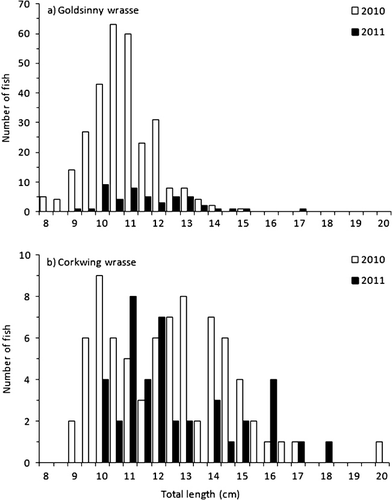 Figure 3. Length frequency (total length) of (a) goldsinny wrasse (Ctenolabris rupestris) and (b) corkwing wrasse (Symphodus melops) captured in September and October at one location in Hardangerfjord, 2010 and 2011.