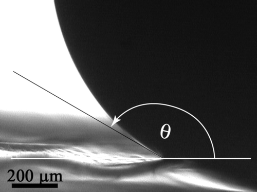 Figure S1. An optical microscope image of a water droplet resting on the wing membrane of a cicada revealing an apparent contact angle (CA) of ca 150° with the surface.