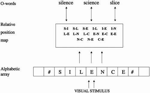 Figure 1. Grainger and van Heuven's model of orthographic processing. Visual features extracted from a printed word feed activation into a bank of location-specific alphabetic character detectors (the alphabetic array). Each slot in the array codes for the presence of a given letter identity at a given location along the horizontal meridian. The next level of processing combines information from different processing slots in the alphabetic array to provide a relative position code for letter identities. These relative-position coded letter identities control activation at the level of whole-word orthographic representations (O-words) via bi-directional connections with all units at the relative position level.