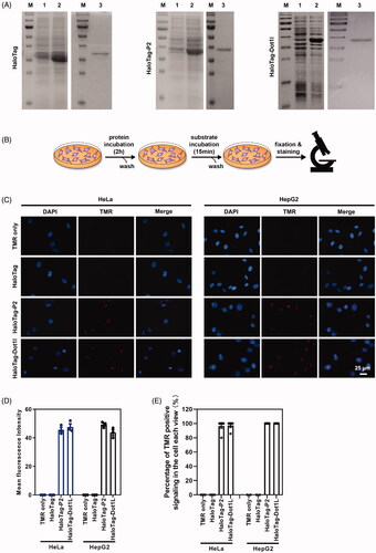 Figure 7. Peptide P2 mediate HaloTag delivery. (A) HaloTag, HaloTag-P2 and HaloTag-Dot1l protein preparation and purification. Lane 1 indicated non-induction, Lane 2 indicated IPTG induction, and Lane 3 indicated purified protein. (B) Schematic diagram of the protein treatment protocol and assessment thereafter. (C) Fluorescence microscopy images of peptide P2 (0.25 µg/ml) mediated HaloTag delivery for 2 h. (E) Quantification of fluorescence intensity of peptide P2 (0.25 µg/ml) mediated HaloTag delivery in the cell for 2 h. All measurements (3 replications of each group) were normalized to the protein concentration of cell lysate, and error bars represent S.E.M., the one‐way analysis of variance (ANOVA) with Tukey–Kramer’s post hoc test was used to compare the differences. (D) Percentage of TMR positive cells treated with proteins.