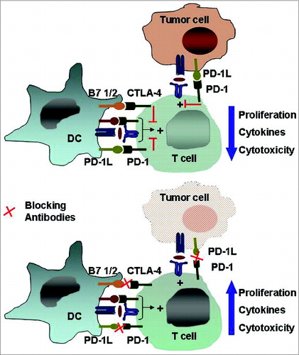 Figure 4. The immune checkpoints CTLA-4 and PD-1/PD-L1. Inhibitory receptors such as anti-cytotoxic T-lymphocyte antigen 4 and programmed death 1 expressed on tumor-specific T cells lead to compromised activation and suppressed effector functions such as proliferation, cytokine secretion, and tumor cell lysis. Modulating these receptors using monoclonal antibodies, an approach termed “immune checkpoint blockade,” has gained momentum as a new approach in cancer immunotherapy. Abbreviations: CTLA-4, cytotoxic T-lymphocyte antigen 4; PD-1, programmed death 1.