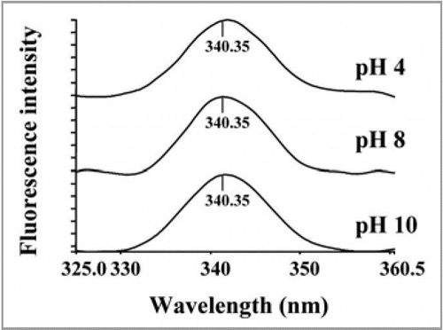 Figure 11 Effect of pH (A) on fluorescence emission spectra of PgHsp70 at 325 nm excitation.