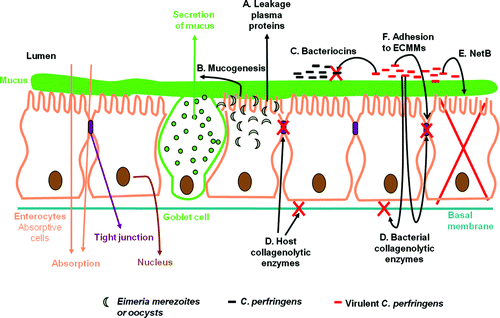 Figure 2.  In short, Eimeria parasites induce leakage of plasma proteins by killing epithelial cells (step A) and enhance mucus production in the intestine (step B). Both effects provide an increase in available nutrients and create an environment favourable for proliferation of C. perfringens. By producing bacteriocins and thus inhibiting other C. perfringens strains, the virulent strain is able to obtain the maximum benefit of the increased nutrient availability due to the Eimeria infection (step C). The pathological changes in necrotic enteritis start at the basal and lateral domains of enterocytes and then extend progressively in the entire lamina propria. Both host collagenases and collagenolytic enzymes secreted by proliferating pathogens may play a role (step D). NetB may induce necrotic lesions by forming pores in enterocytes leading to cell death (step E). C. perfringens binds to the ECMMs that leak into the lumen as a consequence of the lesions (step F).