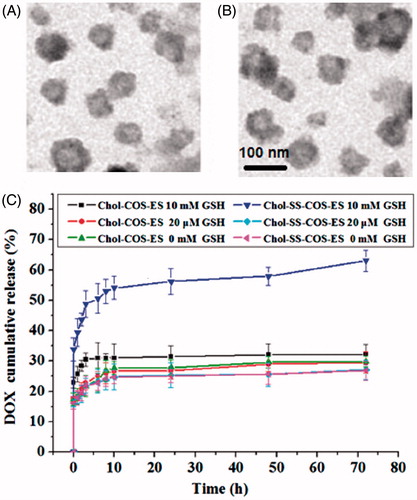 Figure 2. TEM images of Chol-COS/ES-Lp (A) and Chol-SS-COS/ES-Lp (B), and their drug release profiles in PBS (10 mM, pH 7.4) containing GSH at various concentrations (0, 20 μM or 10 mM) (C).