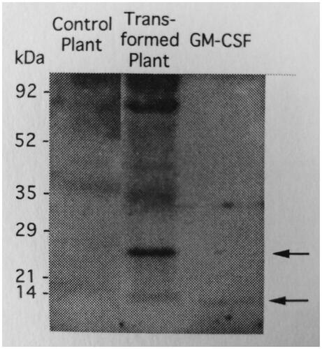 Figure 2. Western blot analysis of plant-produced mouse GM-CSF. Lane 1: tobacco leaves transformed by pDE1001 vector without mGM-CSF gene as negative control; lane 2: leaves were agroinfiltrated with the vector contained mGM-CSF gene; lane 3: E. coli derived GM-CSF.