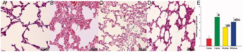 Figure 2. The effect of Ac2-26 on lung histological injury in ARDS. The lung tissue injury was evaluated through H&E staining by independent pathologists, according to Table 1. Ac2-26 significantly reduced lung injury score, while BOC-2 significantly reversed this protection. ap < .05 vs. the S group; bp < .05 vs. the A group; cp < .05 vs. the AA group (Display full size, Sham group; Display full size, ARDS group; Display full size, ARDS/Ac2-26 group; Display full size, ARDS/Ac2-26/BOC group).