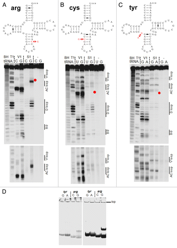 Figure 4. Structural mapping of pairs of tRNA isodecoder transcripts in vitro. Structural mapping of selected tRNA isodecoder pairs was performed by limited nuclease V1 and S1 digestion. Sequences in the context of standard tRNA secondary structure and mapping of tRNAArg(ACG) (A), tRNACys(GCA) (B), and tRNATyr(GUA) (C). Positions of RNA cuts were identified through alkaline hydrolysis (BH lane) and T1 ladder (T1 lane). The sequence change in the new tRNA isodecoder is indicated by red arrows and corresponds to the position of the red dot in gel. tRNA structural regions are indicated on the right side of the gel. (D) tRNA folding analysis by native gel electrophoresis. tRNA transcripts from T7 RNA polymerase reaction was directly loaded on 8% native gel containing 25 mM trisOAc, pH 7.5, 5 mM Mg(OAc)2. The amount of transcription reaction loaded in the left and right panels were 1 and 10 µl, respectively. Consistent with the structural mapping results, tRNATyr(GUA) variants fold in the same manner, whereas tRNAArg(ACG) variants fold very differently.