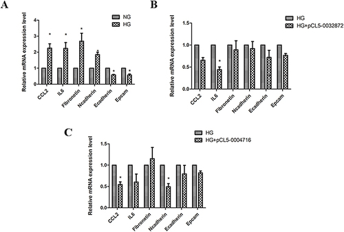 Figure 7 The effects of downregulated circRNAs on regulation of inflammatory factor and EMT related molecule. (A) HK-2 cells were cultured under normal glucose (NG) and high glucose conditions (HG; 30mmol/L glucose) for 48h respectively. And then CCL2, IL6, fibronetin, n cadherin, e cadherin and epcam expression was measured by PCR. (B) HK-2 cells were transfected with pCL5-0032872. And then CCL2, IL6, fibronetin, n cadherin, e cadherin and epcam expression was measured by PCR. (C) HK-2 cells were transfected with pCL5-0004716. And then CCL2, IL6, fibronetin, n cadherin, e cadherin and epcam expression was measured by PCR. *P<0.05 vs the control group.