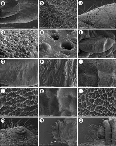 Figure 8. SEM of body surfaces and characters of alatoid nymph of S. yushanensis: (a) dorsal side of thorax with wing buds, (b) thoracic cuticle and trichoid sensilla, (c) dorso-lateral side of proximal part of fore wing bud with numerous openings in the cuticle, (d, e) ultrastructure of the openings in the cuticle, (f) lateral side of fore wing bud, (g) trichoid sensilla on the wing bud, (h) cuticle of the middle part of fore wing bud, (i, j) cuticle and trichoid sensilla of ABD I–III and ABD VII–VIII, (k, l) cuticle and trichoid sensilla of ABD IV–VII, (m) siphunculus, (n, o)perianal structures showing ABD VIII (VIII), short cauda (c), anal plate (ap) and genital plate bud (arrow).