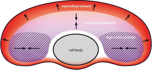 Figure 34. Sketch of a crawling keratocyte. The front region is characterized by fast actin gel growth, whereas the part further back disassembles and contracts. The flanks of the cell display particularly strong contractions that to a large extent depend on myosin motor activity.