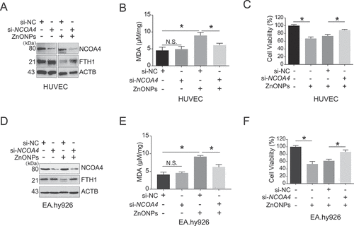 Figure 6. NCOA4 knockdown rescued ferroptosis induced by ZnONPs in vascular endothelial cells. HUVECs or EA.hy926 cells were transfected with 75 nM negative control siRNA (si-NC) or specific NCOA4 siRNA (si-NCOA4) for 48 h before ZnONPs (20 or 25 μg/mL) exposure. (A,D) Western blotting analysis NCOA4 and FTH1 expression was performed in (A) HUVECs or (D) EA.hy926 cells treated with ZnONPs for 24 h. (B,E) MDA contents were measured in (B) HUVECs or (E) EA.hy926 cells treated with ZnONPs for 24 h. (C,F) MTS analysis was performed in (C) HUVECs or (F) EA.hy926 cells treated with ZnONPs for 24 h. The data are representative of three experiments, and the values are expressed as the mean± S.D. *P < 0.05 compared with the indicated groups, N.S., not significant