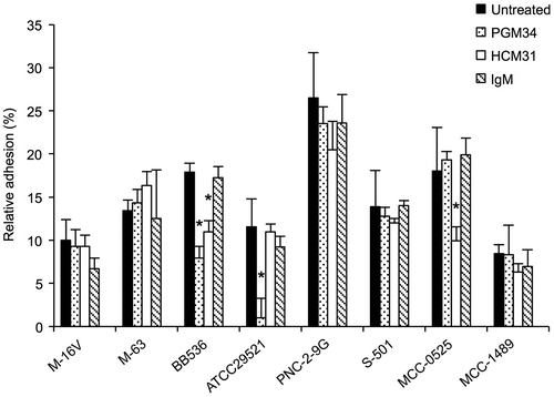 Fig. 5. Inhibition of adhesion of Bifidobacterium strains to mucins in the presence of PGM34 or HCM31 mAbs.Notes: The purified mucins were pretreated with PGM34 mAb (⊡), HCM31 mAb (□), and IgM (▧). Adhesion tests of the bacteria to the mucins were performed as described in the text. Asterisks indicate that the number of bacteria bound to treated mucin was significantly different (*p < 0.05) compared to that bound to antibody-free samples (■), as determined by one-way ANOVA with Dunnett’s post hoc test. Error bars indicate standard deviations (n = 3).