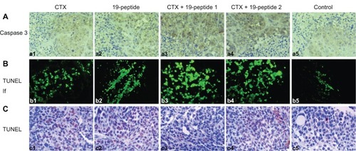 Figure 3 TUNEL analysis and immunohistochemistry testing of caspase 3 showing apoptosis in all four intervention groups relative to controls. (A) Immunohistochemistry testing of caspase 3. (a1) Cyclophosphamide group, (a2) Chalone 19-peptide group, (a3) Cyclophosphamide 100 mg/kg and Chalone 19-peptide combined treatment group, (a4) Cyclophosphamide 50 mg/kg and Chalone 19-peptide combined treatment group, and (a5) control group (×460). (B) Immunofluorescence testing of TUNEL. (b1) Cyclophosphamide group, (b2) Chalone 19-peptide group, (b3) Cyclophosphamide 100 mg/kg and Chalone 19-peptide combined treatment group, (b4) Cyclophosphamide 50 mg/kg and Chalone 19-peptide combined treatment group, and (b5) control group (×460). (C) Immunohistochemistry testing of TUNEL. (c1) Cyclophosphamide group, (c2) Chalone 19-peptide group, (c3) Cyclophosphamide 100 mg/kg and Chalone 19-peptide combined treatment group, (c4) Cyclophosphamide 50 mg/kg and Chalone 19-peptide combined treatment group, and (c5) control group (×460).