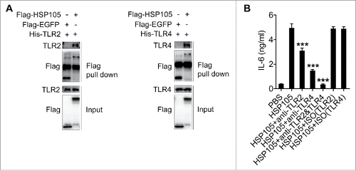 Figure 5. HSP105 acts as a ligand of TLR2 and TLR4 to induce DC IL-6 production. (A) Affinity precipitation of recombinant His-TLR2 or His-TLR4 protein with Flag-EGFP or Flag-HSP105 protein, captured by anti-FLAG® M2 magnetic beads and analyzed by immunoblot analysis with Abs against TLR2 and TLR4. (B) BMDCs were pre-incubated with anti-TLR2, TLR4 or both mAbs at a concentration of 30 μg/ml for 1 h, and then stimulated with 2 μg/ml endotoxin-free Flag-EGFP or Flag-HSP105 protein for 6 h. IL-6 production was measured by ELISA (n = 3). (A) One representative of 3 independent experiments is shown. (B) The results are shown as the mean ± SEM of 3 independent experiments. P values were generated by one-way ANOVA, followed by a Tukey-Kramer multiple comparison test; *p < 0.05; **p < 0.01; ***p < 0.001.