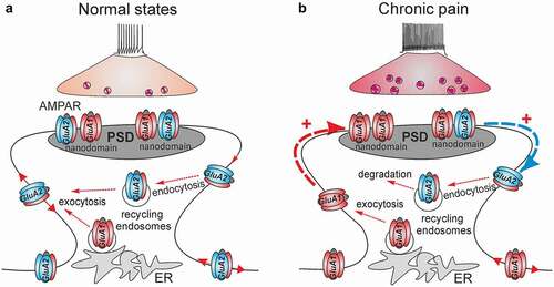 Figure 1. Spinal AMPAR trafficking for nociceptive signaling in normal (healthy) and chronic pain states. (a) After exocytosis from the intracellular stores such as the endoplasmic reticulum (ER), AMPAR laterally diffuse across the extrasynaptic plasma membrane to and from the postsynaptic density (PSD), undergoing constituent endocytosis/exocytosis cycles via recycling endosomes until are immobilized within the nanodomains of the receptors at PSD. (b) In chronic pain, the long-lasting activation of nociceptive afferents triggers the mobilization of the GluA2-containing AMPAR at PSD and the receptors undergo internalization from the synapses (blue arrow) followed by degradation (endocytosis via recycling endosomes). The GluA1-containing AMPAR replenish a pool of surface receptors and are mobilized to synapses (red arrow) to replace the GluA2-containing AMPAR within the nanodomains at PSD. Such a re-arrangement of the spinal AMPAR of different subunit compositions represents nociceptive plasticity in central pain pathways for the chronic pain maintenance