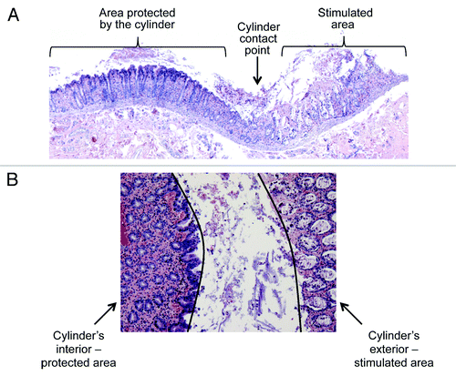 Figure 4. The cylinder does not only keep the stimulus inside, but potentially also outside (A) transverse section of explant stimulated with Salmonella outside of the cylinder, original magnification: 2x; (B) vertical section of the same explant, black lines: cylinder border, original magnification: 4x.