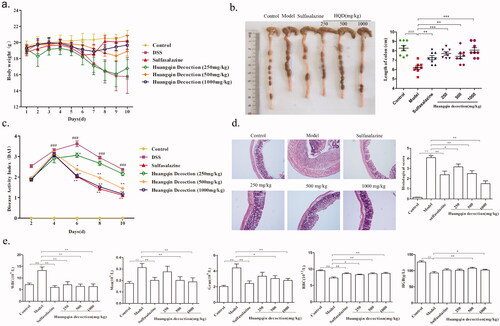 Figure 3. Effect of HQD on colitis mice. (a) Effects of HQD on the body weight of colitis mice. (b) Effects of HQD on the length of the colon in DSS-induced colitis mice (n = 8 per group). (c) Effects of HQD on the DAI score of DSS-induced colitis mice (n = 8 per group). (d) Effects of HQD on the colon in DSS-induced colitis mice. Scale bar: 50 μm. (e) Effects of HQD on blood cells in DSS-induced colitis mice (n = 10 per group). HQD and sulfasalazine improved the symptoms in the model group. *p < 0.01, **p < 0.001 versus DSS-treated group; #p < 0.05, ##p < 0.01 model versus control.