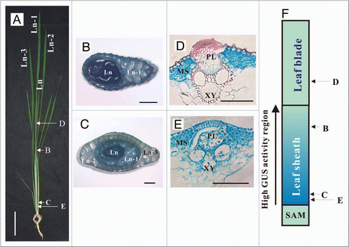 Figure 2 Gα promoter activity in transgenic rice plants containing the Gα promoter::GUS construct. (A) A rice plant at the stage when the eighth leaf is expanding. (B and C) Cross sections of the eighth leaf indicated by arrows in (A). (D and E) More detailed views of the cross sections of the eighth leaf indicated by arrows in (A). (F) Diagram showing regions of the leaf analyzed in (A–E). Ln, leaf stage (L = leaf, n = 8 in this study); MS, mesophyll tissue; PL, phloem; XY, xylem; SAM, shoot apical meristem. Bars = 10 cm in (A), 1 mm in (B and C) and 0.1 mm in (D and E).