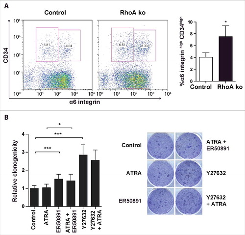 Figure 6. α6highCD34high stem cells increased in the absence of RhoA. (A) Representative dot plot and quantification of FACS analysis for α6highCD34high cells in control and RhoA-ko freshly isolated keratinocytes from epidermis. (n: 4; *: p < 0.05). (B) Clonogenic assay of α6highCD34high sorted epidermal cells from control mice treated with 1 μM ATRA, 25 μM Y27632 or 10 μM ER50891 as indicated (n: 3 in triplicate; *: p < 0.05; ***: p < 0,001).