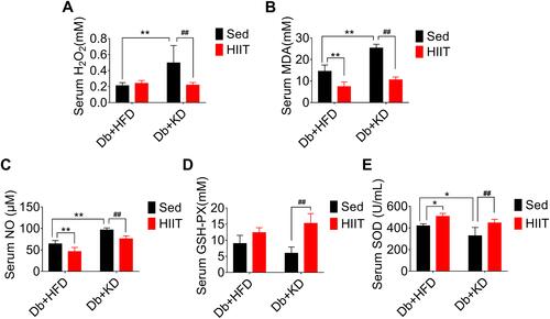 Figure 2 Ketogenic diet treatment-induced oxidative stress in diabetic mice. The diabetic mice were exposed to HFD or KD with or without HIIT for 8-week. Analysis of (A) serum H2O2, (B) serum MDA, (C) serum NO, (D) serum GSH-PX and (E) serum SOD in the mice of Db+HFD+Sed, Db+KD+Sed, Db+HFD+HIIT, and Db+KD+HIIT groups. Data were presented as means ± SD (n=6 each group). Groups were statistically compared using two-way ANOVA and Bonferroni post hoc tests. *P <0.05, **P <0.01, compared to Db+HFD+Sed group, ##P <0.01, compared to Db+KD+Sed group.