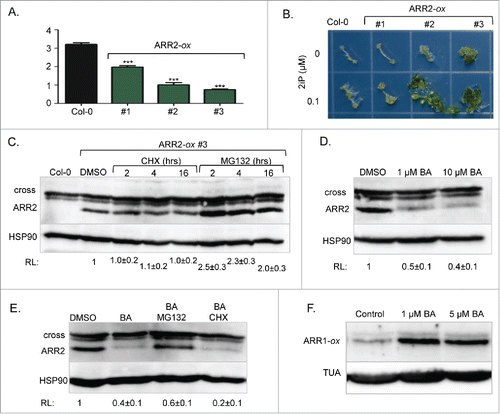 Figure 1. Stability control of ARR2. (A) Effect of ARR2 overexpression (ARR2-ox) on the root length. Seeds were sown and grown on vertically positioned plates with half-strength Murashige and Skoog growth (MS/2) media. After seven days of growth, seedlings were photographed and root length was measured using ImageJ. Data are presented and mean ± SD (n≥12 ). ***, p<0.001 (B) Shoot induction assay. Plants grown on MS/2 media for 7 d under dark conditions were exposed to light for 4 d to strengthen etiolated hypocotyls. Hypocotyls were then excised and placed on MS/2 media containing 1 µM NAA with or without 0.1 µM 2iP. Explants incubated on shoot induction media for 40 d were transferred to a new plate for photography. 2iP, N6-(2-isopentenyl)adenine. (C) Seven-day-old ARR2-ox #3 seedlings were treated for 2, 4 or 16 hours with 200 µM of the protein synthesis inhibitor cycloheximide (CHX) or 100 µM of the proteasome inhibitor MG132 as described.Citation3 Immunoblotting analyses were done as described.Citation3 Proteins were resolved on a 6% acrylamide SDS/PAGE gel. After probing with anti-ARR2 antibodies, membranes were re-probed with anti-HSP90 sera to demonstrate equal loading. Mean ± SD (n≥3 ) of the relative signal intensity (RL) is shown below the blot. (D) Seven-day-old ARR2-ox #3 seedlings were treated for 4 hours with 1 µM or 10 µM of the cytokinin BA. Immunoblotting was done as described in C. (E) Seven-day-old ARR2-ox #3 seedlings were treated for 4 hours with 1 µM of BA in the absence or presence of 100 µM MG132 or 200 µM CHX. (F) Seven-day-old transgenic plants overexpressing ARR1 (ARR1-ox) were treated for 4 hours with 1 µM or 5 µM BA. Proteins were resolved on 7.5% acrylamide SDS/PAGE gels. After probing with anti-ARR1 antibodies, membranes were re-probed with anti-α tubulin (TUA) antibodies.