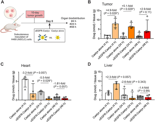 Figure 5 αEGFR-Caelyx accumulates in NSCLC tumors in vivo with minimal accumulation in the heart. (A) Timeline of biodistribution experiment. SCID-beige mice bearing subcutaneous H460 NSCLC tumors received an intravenous injection of αEGFR-Caelyx (1 mg/kg; n = 4 mice) or Caelyx alone (1 mg/kg; n = 4 mice) and drug amounts (nmol drug/g tissue) in tumor, liver, and heart were measured ex vivo at 4, 24 or 48 hours after injection. (B–D) Plots show drug amounts (median plus interquartile range (IQR); 4 animals per condition) in tumor (B), heart (C), and liver (D). P values were computed using Mann–Whitney U-test; *P < 0.05.