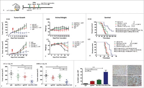 Figure 2. Response of LY2 and B4B8 tumors to treatment with anti PD-L1 monoclonal antibody alone and in combination with RT (single arm RT and IgG were used as control groups). (A) Schematic illustration of treatment schedule. (B) Tumor growth analysis of tumor-bearing mice. Mice received PD-L1 mAb or IgG on day 5 and RT of 10Gy on day 8. PD-L1 or IgG were delivered 2x/week until end of experiment. Statistical analysis was performed on day 20 for LY2 mice and day 36 for B4B8 mice using 2-way analysis of variance (p < 0.0001 in both groups). (C) Average weight of mice in each group (D) Survival analysis of tumor-bearing mice in each group. Hazard ratios were generated based on Log-ranks comparison of the RT+PD-L1 group with each of the other groups. (E) Assessment of tumor growth differences at the last time point when all mice were alive (day 20 for LY2 and day 36 for B4B8). Two-way ANOVA was performed to assess significance. (F) Analysis of tumor-infiltrating lymphocytes 2-weeks after treatment in LY2 mice. Quantification of CD3+ cells was performed by counting the number of positively staining cells per 40x power field. Bars represent SEM from 3–4 independent samples per group. At least 7 fields were quantified per sample. Two-way ANOVA was performed to assess significance.