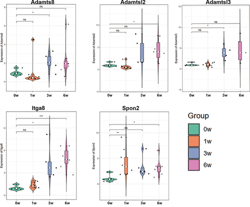 Figure 8 Validation of the expression levels of five candidate genes (Adamts8, Adamtsl2, Adamtsl3, Itga8, and Spon2) by RT-qPCR among groups. *p-value < 0.05, **p-value < 0.01, ***p-value < 0.001.