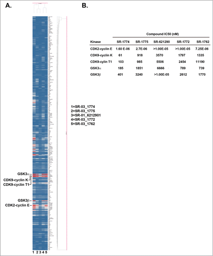 Figure 2. SR-621291 analogs inhibit GSK3 activity. (A) Heat Map of 289 kinases in presence of 5 novel Wee1-luciferase compounds is shown (Red shows inhibition). (B) IC50 of the compounds in each kinase activity.