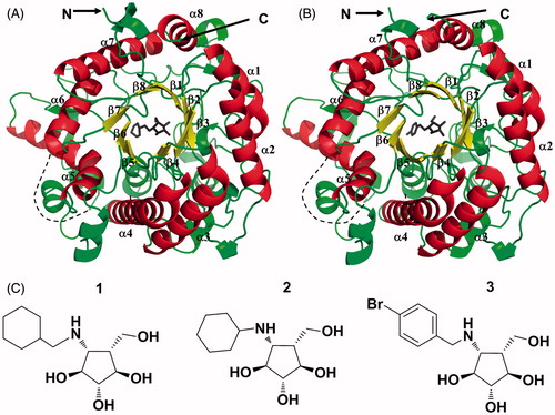 Figure 1. (A) Overall structure of N-His6-RG in complex with 1. (B) Overall structure of N-His6-SG in complex with 3. The α-helices, β-sheets of the barrel and loops resembling the (β/α)8 fold are depicted in red, yellow and green, respectively. Disordered loops are marked with dashed lines. (C) Chemical structures of inhibitors 1, 2 and 3.