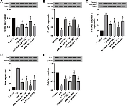 Figure 3 Melatonin reduced A/R injury in H9c2 cells by upregulating SIRT3-related signaling and reducing cellular apoptosis, but these effects were suppressed by 4-P-PDOT or 3-TYP and improved by IIK7, while 3-TYP did not decrease the beneficial effect of melatonin towards SIRT3 expression. (A) SIRT3 expression. (B) FoxO3a expression. (C) Cleaved caspase-3 expression. (D) Bax expression. (E) Bcl-2 expression. Data are described as the mean ± SEM (n=6 in each group). *P < 0.05 vs the control group; #P < 0.05 vs the A/R group; &P < 0.05 vs the A/R + Mel group.