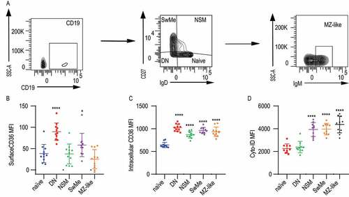 Figure 8. Expression of intracellular CD36 and autophagy of human B cell subsets. (A) Gating strategy to identify human B cell subsets among peripheral blood CD19+ B cells. Naïve B cell (IgD+ CD27−), DN: double-negative B cells (IgD− CD27−), NSM: non-switched memory B cells (IgD+ CD27+), SwMe: switched memory B cells (IgD− CD27+), MZ-like; marginal zone like B cells (IgD− CD27+ IgM+). (B-D) MFI of surface CD36, intracellular CD36, and Cyto-ID staining for autophagy in human B cell subsets. Data are representative of three independent experiments. (E) *P < 0.05, **P < 0.01 and ***P < 0.001 (Mann-Whitney)