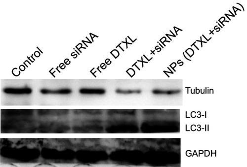 Figure 7 PC-3 cell α-tubulin and LC3 protein levels were analyzed after incubation with free DTXL, free siRNA, free DTXL + siRNA, or NPs (DTXL + siRNA) for 24 h.Abbreviations: DTXL, docetaxel; NP, nanoparticle.