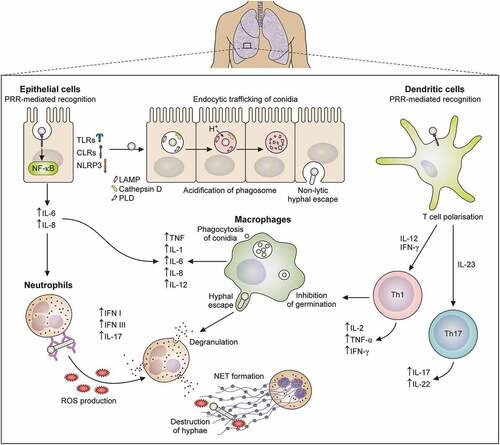 Figure 2. Diagram of innate immune response against Aspergillus fumigatus. This figure schematically represents an overview of the information presented in this review regarding epithelial cell, macrophage, neutrophil, and dendritic cell interactions with A. fumigatus.