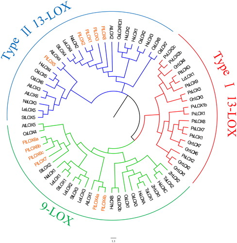 Figure 2. Phylogenetic analysis of LOX members from 14 species. Note: Evolutionary relationships were inferred using the neighbor-joining method (with 1,000 bootstrap replicates). Branches corresponding to partitions that were reproduced in less than 50% of the bootstrap replicates were collapsed.