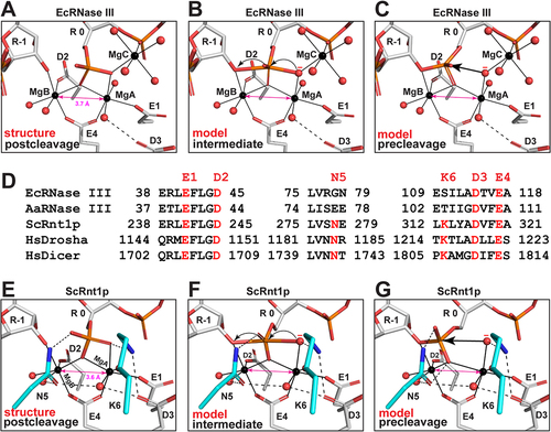 Figure 5. Stepwise Model for the Reaction Trajectory of Two-Mg2+-Ion Catalysis by RNase III: Distinct Features between Prokaryotic and Eukaryotic Enzymes. (a-c) Cleavage site architecture of bacterial RNase III at the postcleavage (structure), intermediate (model), and precleavage (model) states are represented by the EcEEQ:RNA6 structure (this work) and models derived from the structure. The amino acid side chains and nucleotide residues are shown as stick models and Mg2+ ions and water oxygens as spheres (C in grey, N in blue, O in red, P in Orange, and Mg in black). Metal co-ordination bonds are illustrated as solid lines and hydrogen bonds as dashed lines. The nucleotide residue in the middle is numbered ‘R 0’ and the rest are numbered according to the polarity of the RNA strand. (d) Structure-based sequence alignment of EcRNase III (this work), AaRNase III, (PDB: 2NUG), ScRnt1p (PDB: 4OOG), HsDrosha (PDB: 5B16), and HsDicer (PDB: 5ZAL). Conserved amino acid residues are highlighted in red. Residues E1, D2, D3, and E4 are conserved in all RNase IIIs, whereas N5 and K6 are unique for eukaryotic RNase IIIs. (e-g) Cleavage site architecture of yeast Rnt1p at the postcleavage (structure), intermediate (model), and precleavage (model) states are represented by the structure of ScRnt1p postcleavage complex (PDB: 4OOG) and models derived from the structure, illustrated in the same manner as panels a-c except that the carbon atoms in residues N5 and K6 are highlighted in cyan.