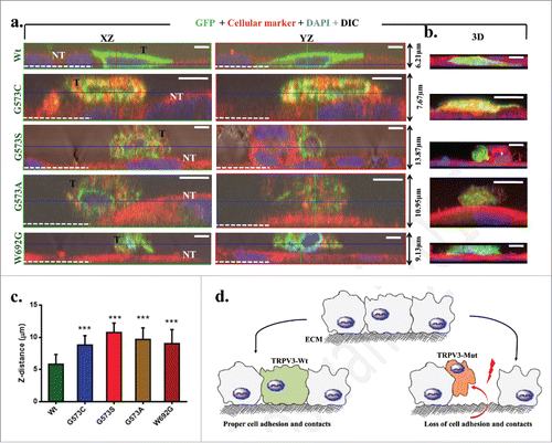 Figure 5. Expression of OS-mutants induce impaired cell adhesion. (A) Shown are the XZ, YZ plane and 3D (right panel) confocal images of representative HaCaT cells that transiently express either TRPV3-Wt or OS-mutants. The GFP fluorescence (green) distinguishes the transfected cells (T) from non-transfected (NT) cells (red) and the white dotted line indicate the Z-position of the uncoated glass coverslip. While cells expressing TRPV3-Wt are flat and tightly adhere to the glass surface, the cells expressing OS-mutants are spherical, loosely attached to the glass surface and mostly grow on other non-transfected cells. Scale bar (5 μm). (C) OS-mutants reveal increment in Z-distance than the cells that express TRPV3-Wt (n = 20 cells in each case, P-value < 0.001). (D) A schematic diagram demonstrating the loss of cell adhesion and cell-to-cell contacts due to expression of OS-mutants.