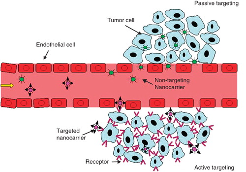 Figure 1. A schematic diagram representing the accumulation of nanocarriers in tumor sites by passive or active targeting. Both targeted nanocarriers and non-targeted nanocarriers reach tumors selectively through the leaky vasculature in the tumors. Upon arrival at tumor sites, targeted nanocarriers can bind to the target tumor cells or enter the cells via receptor mediated endocytosis.