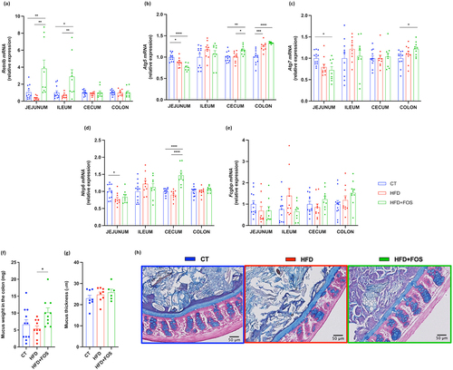 Figure 5. Oligofructose increases markers of mucus secretion. (a-e) mRNA relative expression of markers involved in the secretion of the mucus layer: (a) resistin-like beta (Retnlb), (b,c) autophagy protein 5/7 (Atg5, Atg7), (d) NOD‐like receptor family pyrin domain containing 6 (Nlrp6), (e) Fc gamma binding protein (Fcgbp). (f) Weight of the mucus in the colon in milligrams after scraping (n = 9-12/group). (g) Mucus thickness measured in micrometer in the proximal colon by ImageJ and (h) representative images for each group (n = 6-8/group). Data are means ± s.e.m. Data were analyzed using one-way ANOVA followed by Tukey post hoc test. Data with different subscript letters are significantly different (P < 0.05). *P < 0.05; **P < 0.01; ***P < 0.001; ****P < 0.0001.