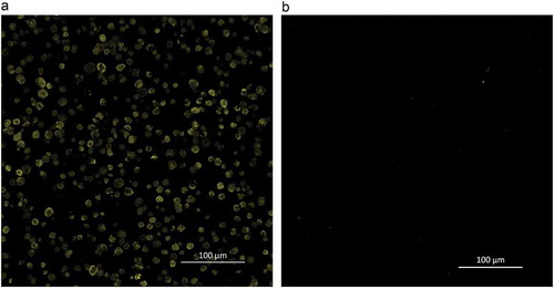 Figure 1. Confocal laser scanning micrographs of foxtail millet starch (a: undigested, b: digested by pepsin) stained with fluorescamine.Figura 1. Micrografías de escaneo láser confocal de almidón de mijo (a: sin digerir, b: digerido con pepsina) teñidas con fluorescamina.