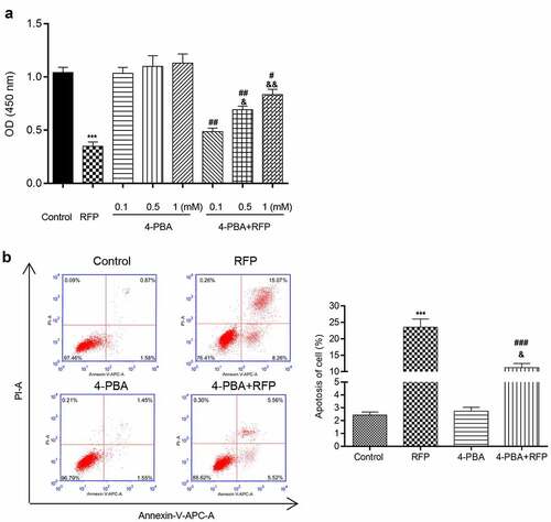 Figure 1. 4-PBA reduced RFP-induced toxicity and apoptosis of HepG2 cells.